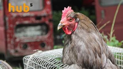 Владислава Магалецкая - Украина может улучшить рейтинг по экспорту курятины – Госпотребслужба - hubs.ua - Украина - Эфиопия