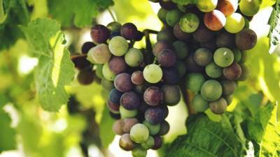 Выставка винограда пройдет в Аптекарском огороде