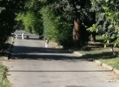Стая собак держит в страхе жителей улицы Портовой в Ростове