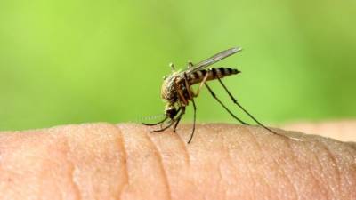 Осенью Россию могут атаковать комары — переносчики лихорадки Западного Нила