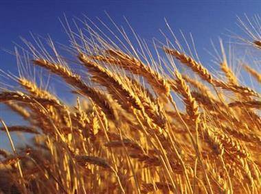 РФ ко 2 сентября снизила экспорт пшеницы на 18%, до 5,8 млн тонн - Минсельхоз