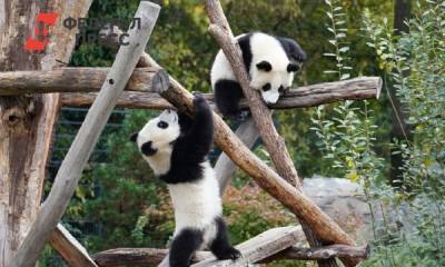 Милые панды-близнецы родились в зоопарке Мадрида