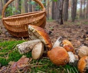 Начинается сезон грибов: как избежать отравления