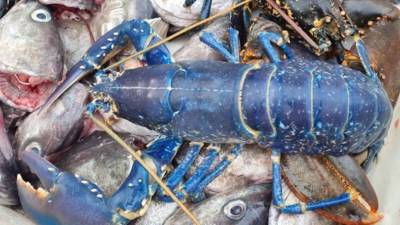Мужчина поймал редкого синего омара недалеко от Абердина