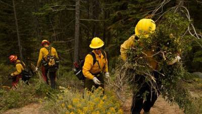 Эксперты: последствия пожаров для экосистемы Калифорнии могут быть катастрофическими