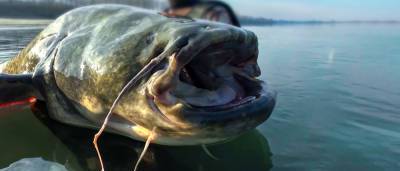 Украинский рыбак поймал в озере рыбу-гиганта ростом с человека (фото)