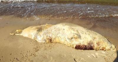 В Светлогорске на пляж у санатория «Янтарный берег» выбросило мёртвого тюленя - klops.ru - Светлогорск - Экология