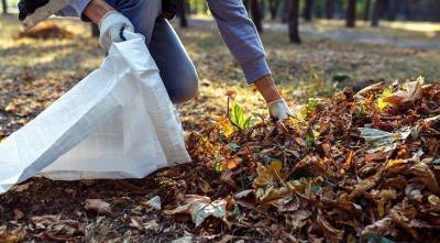 Зачем собирать осеннюю листву в мешки для мусора?