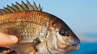 Рыбак поймал более сотни редчайших рыб "с золотым сердцем" и разбогател