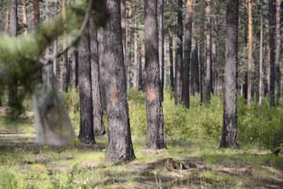 Преференции могут дать лесопользователям на Дальнем Востоке — Трутнев