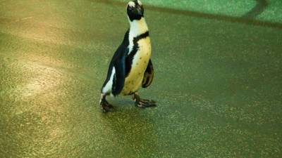Чилийские ветеринары вылечили редкого пингвина и выпустили его на волю