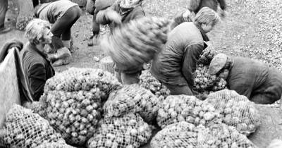 Россияне вспомнили о походах «на картошку» в советское время