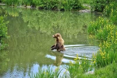 Кузбассовцы сняли на видео переплывающих реку медведей