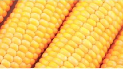 Початок кукурузы в день поможет в похудении и нормализует работу кишечника