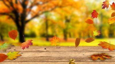Почему осенью листья желтеют и краснеют?