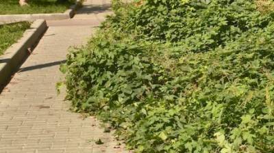 Тротуар на улице Чкалова захватили растения