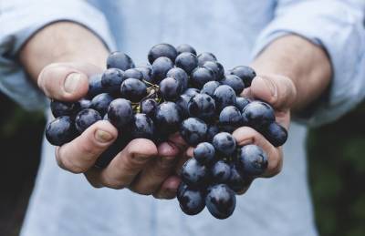 Виноградари в этом сезоне потеряли 15% от цены