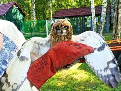 Кузбассовцы спасли сову с черепно-мозговой травмой