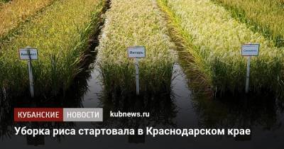 Уборка риса стартовала в Краснодарском крае