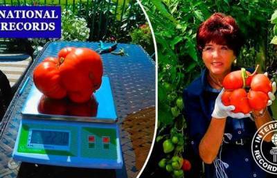 В России вырастили помидор весом 2 кг 270 граммов