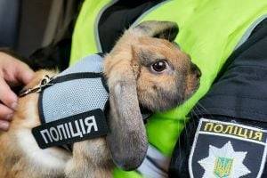 У украинского кролика-полицейского появился аккаунт в соцсети. ВИДЕО
