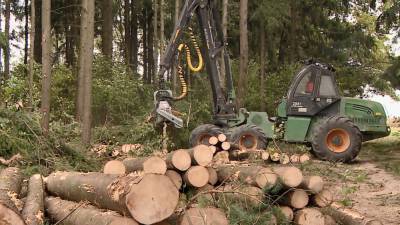 В Беларуси ввели электронный учёт древесины