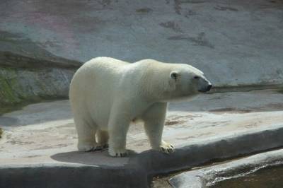 В Хабаровск прилетит белый медведь из Якутии