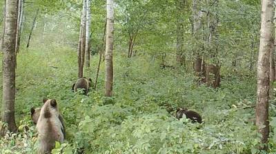 Здоровый завтрак медведицы и медвежат попал на видео в России