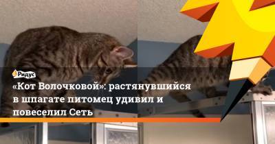 «Кот Волочковой»: растянувшийся в шпагате питомец удивил и повеселил Сеть