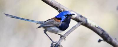 Птицы учатся петь задолго до того, как вылупятся из яйца