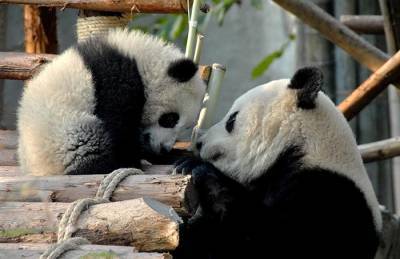 В берлинском зоопарке панды-близнецы отпраздновали день рождения с бамбуковым тортом