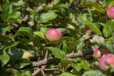 Что делать, если яблоки червивые на дереве: хитрость огородников