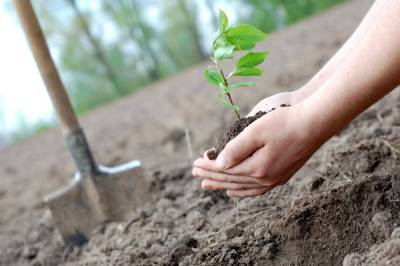 В Ульяновской области во время субботника посадили почти 1900 деревьев