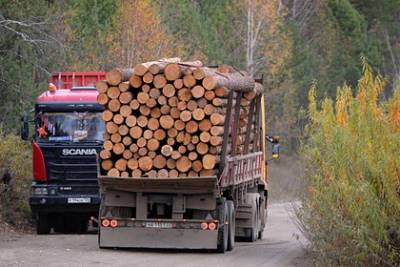 Продажи российского леса за рубеж выросли после запрета Путина