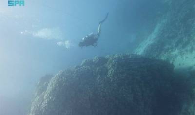 В Саудовской Аравии обнаружена большая колония кораллов