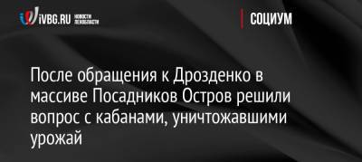 После обращения к Дрозденко в массиве Посадников Остров решили вопрос с кабанами, уничтожавшими урожай