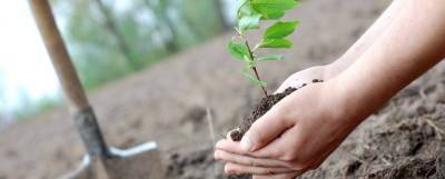 В Электрогорске пройдет экоакция «Наш лес. Посади свое дерево»