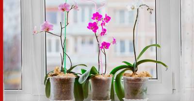 Красота и уют: 7 лучших комнатных растений, цветущих зимой