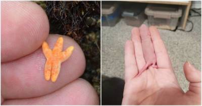 14 самых милых фото очень маленьких животных, которые помещаются на пальцах