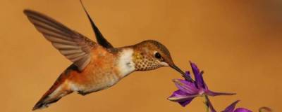 Ученые из Калифорнийского университета доказали наличие обоняния у колибри