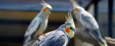 Ученые из Университета Айти: попугаи способны подпевать в унисон музыкальным композициям