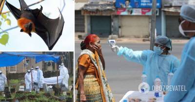 Вирус Нипах: симптомы, чем опасен, как передается – сколько человек заболели в Индии