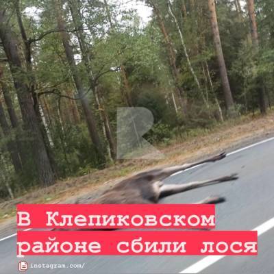 Автомобиль сбил лося на дороге под Рязанью - 7info.ru - Рязань - район Клепиковский