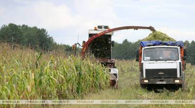 ФОТОФАКТ: Гомельская птицефабрика приступила к массовой заготовке кукурузы на силос