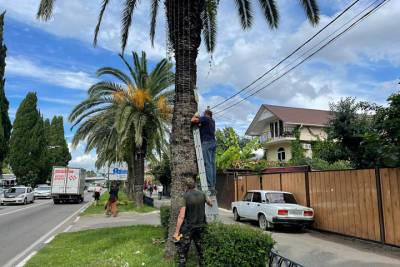 На территории Сочи продолжается обработка пальм от вредителей инвазионного вида