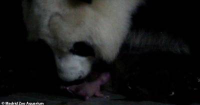 Второй раз в истории зоопарка. В Испании панда родила близнецов (видео)