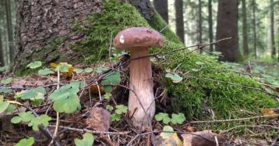 Собиралась в ближний лес: под Светлым ищут ушедшую за грибами 87-летнюю пенсионерку