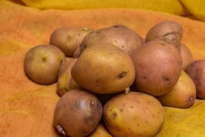 Из-за перекупщиков за год цена на картофель выросла в два раза