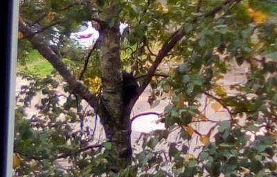В Твери спасли кота, который двое суток провел на дереве