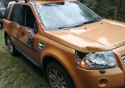 В Клепиковском районе водитель Land Rover сбил лося